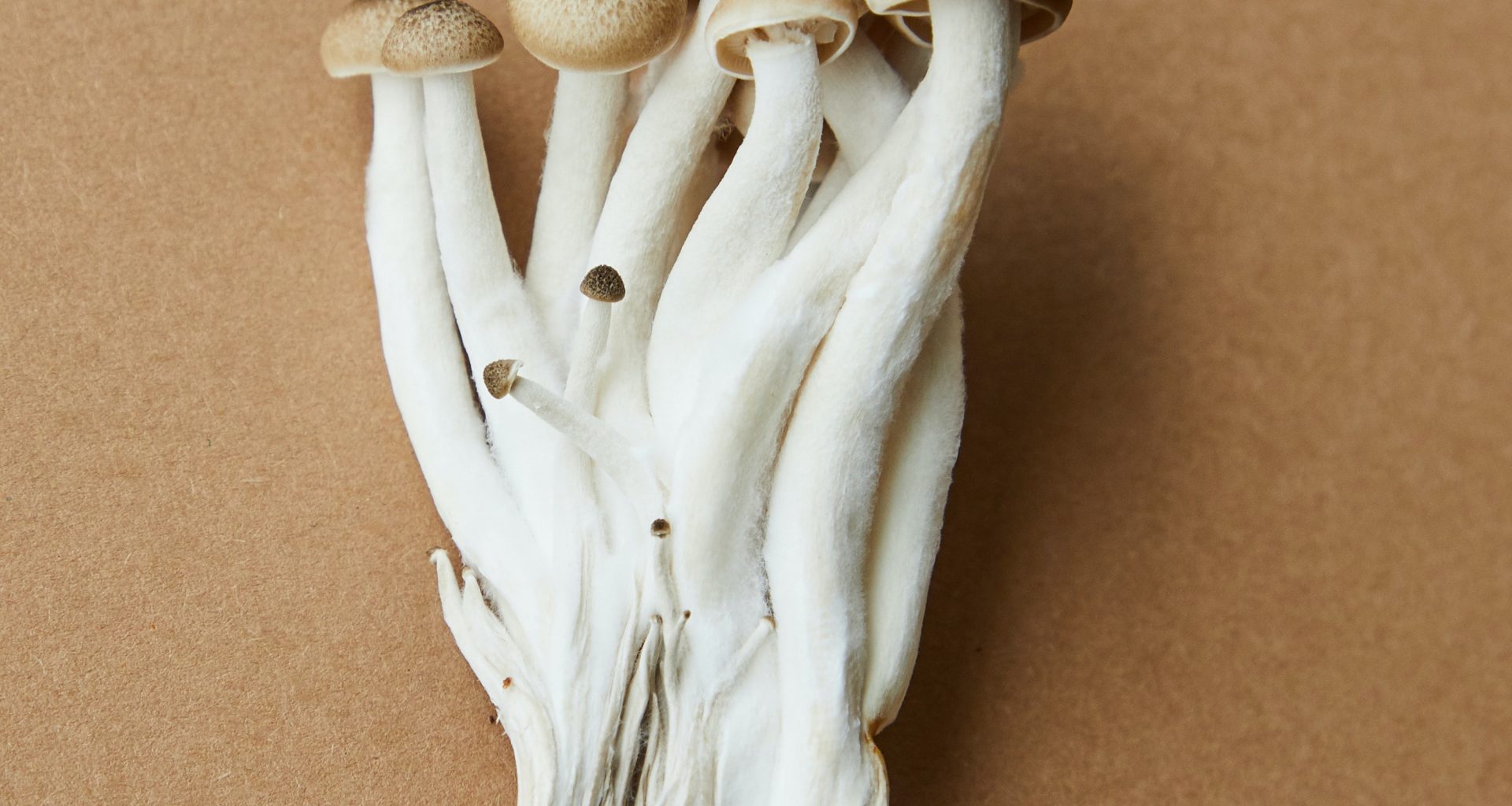 Mushrooms on beige backdrop