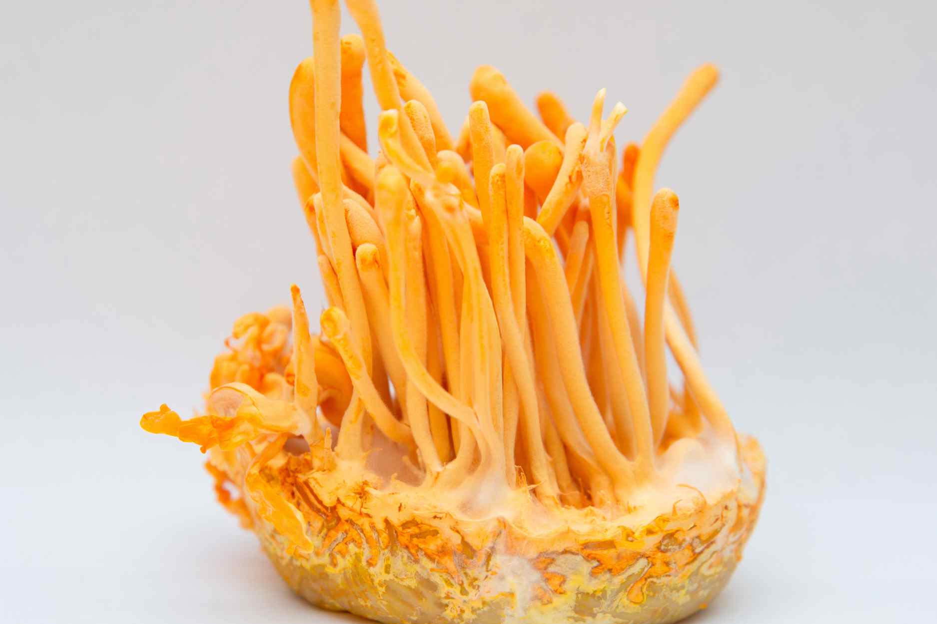 What Are the Health Benefits of Cordyceps Mushroom The