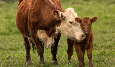 a cow and a calf