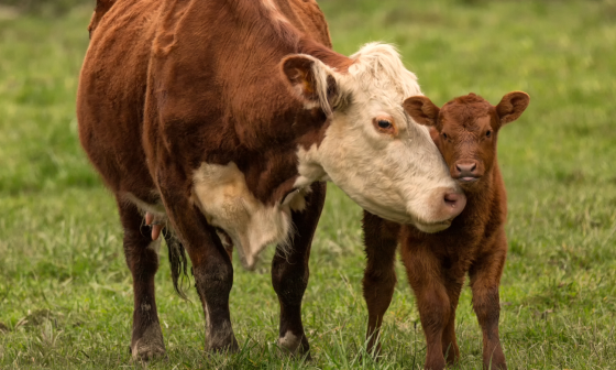 a cow and a calf