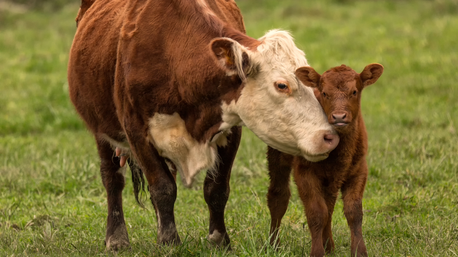 a cow and a calf