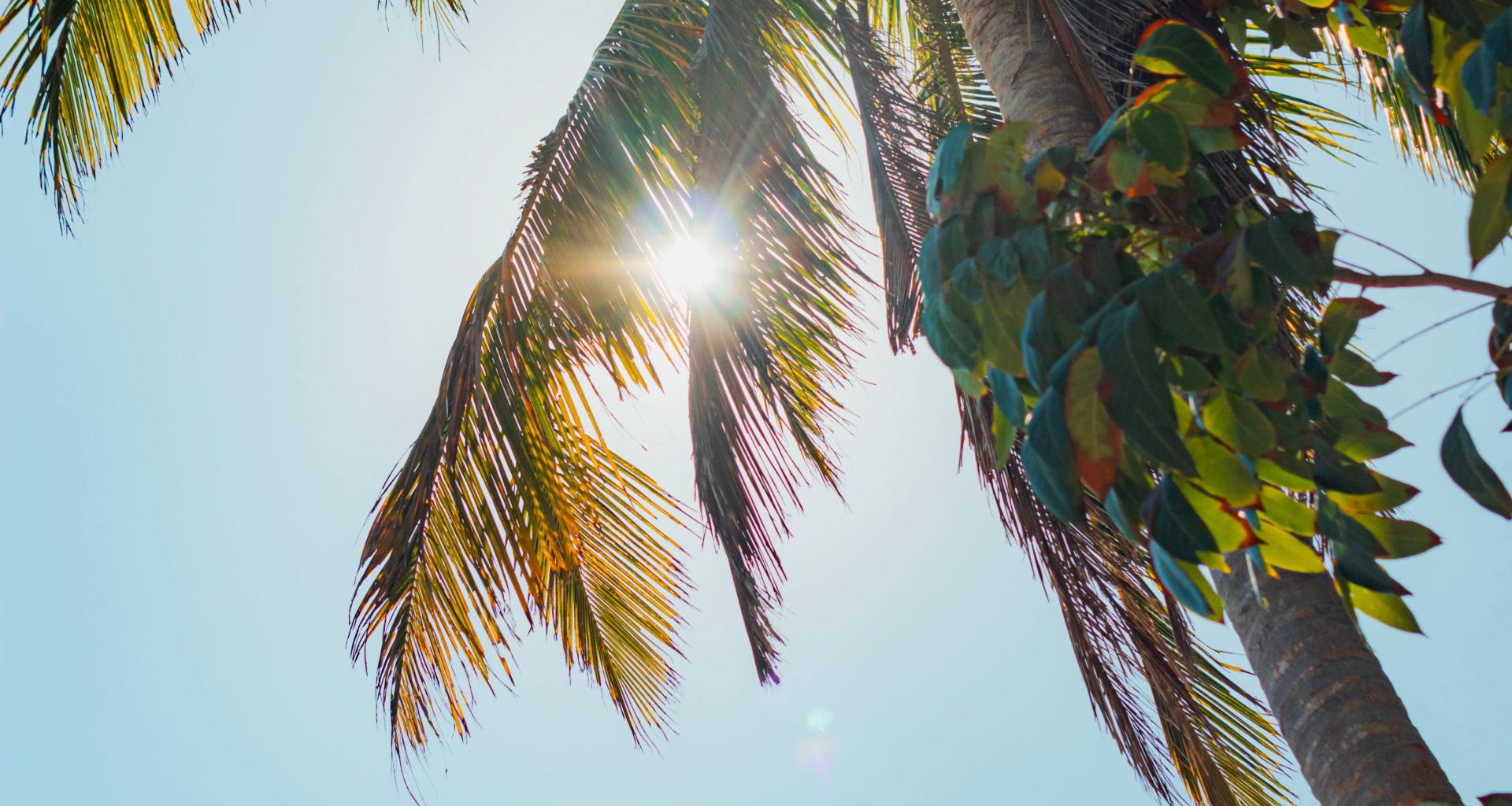 palm tree in the sun