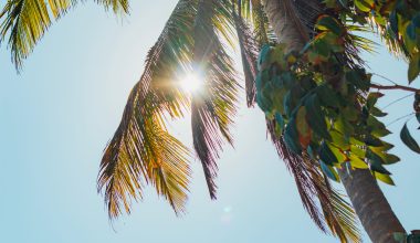 palm tree in the sun