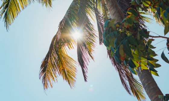 palm tree in the sun