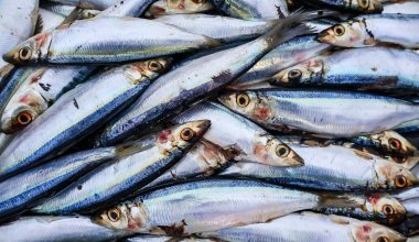 sardines