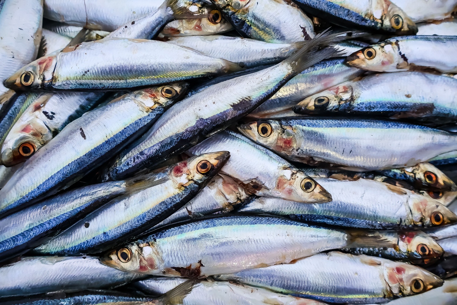 sardines