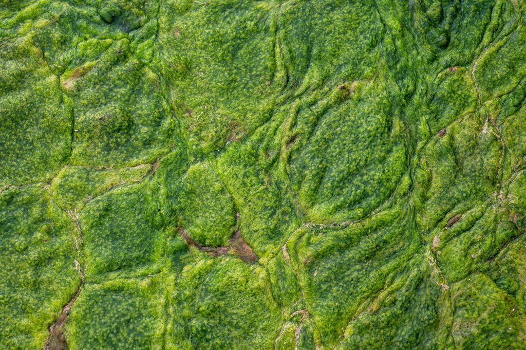 algae